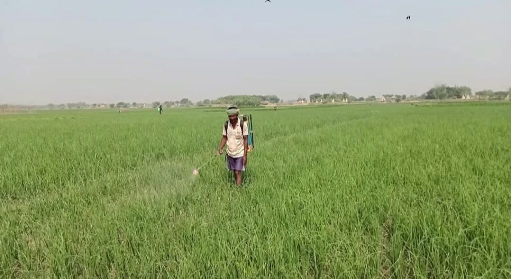 দৌলতপুর বিস্তীর্ণ চরে পেঁয়াজ চাষে ব্যস্ত কৃষক, ভালো ফলনের আশা।