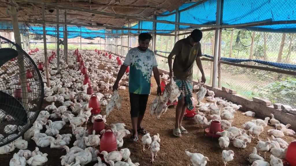 ঠাকুরগাঁওয়ে পোল্ট্রি ফার্মে বিষ প্রয়োগ, তিন হাজার মুরগীর মৃত্যু