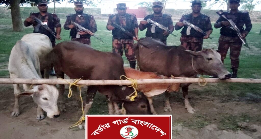 চাঁপাইনবাবগঞ্জ সীমান্তে ৫৩ বিজিবির অভিযানে ৪ ভারতীয় গরু জব্দ।